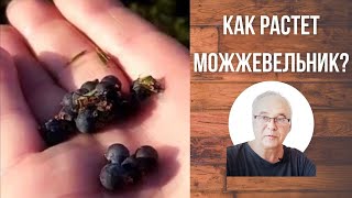 Как растет можжевельник? Как  его собирают? Kapten Flint и Самогон Саныч представляют.