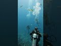 Juan Fernandez archipelago 😬🌊✨ I spent 8 weeks living with community there learning all about