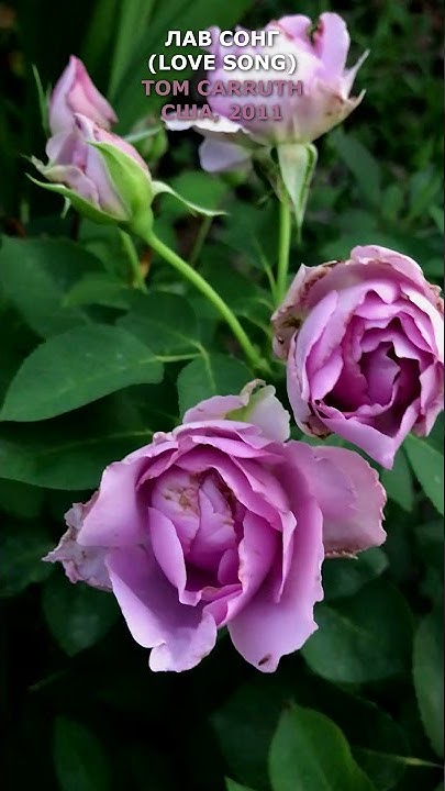 Роза Лав Сонг в соем саду 1 августа 2021. Love Song Rose in my garden ...