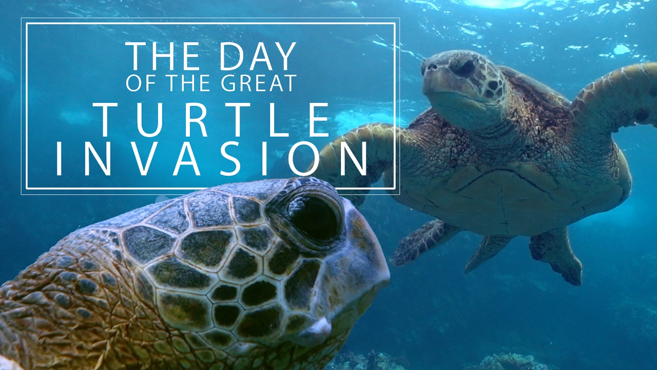 The Day of the Great TURTLE INVASION!~DRENCHED Ep. 13~