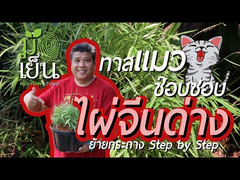 ไผ่จีนด่าง ไผ่เงิน หญ้าแมว สุดแล้วแต่จะเรียก แตกกอง่าย พุ่มใหญ่เร็ว ทาสแมวช๊อบชอบ