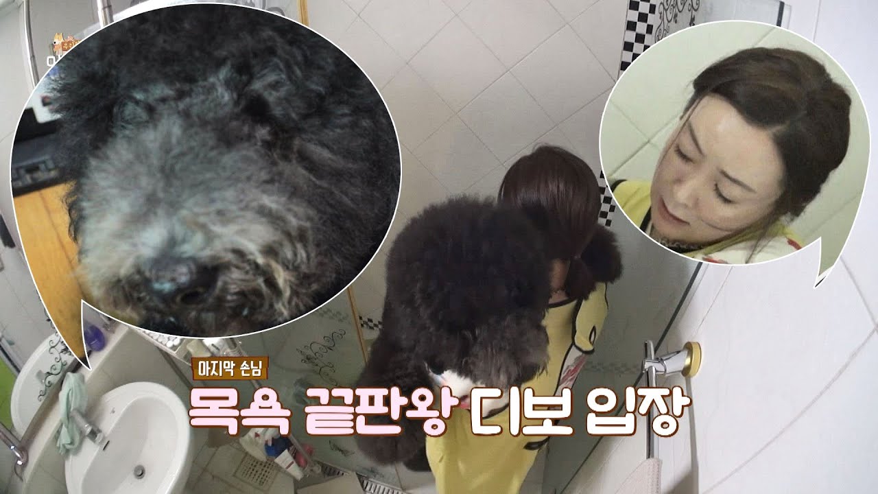 이상아(Lee Sang-Ah) 반려견 '디보'의 우당탕탕 목욕 대작전♨ 우리집 막내극장(youngest) 1회