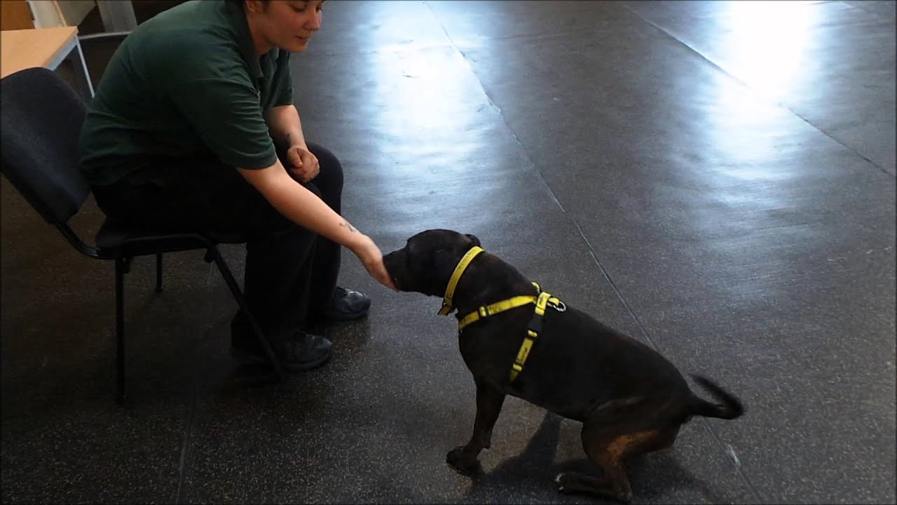 Dogs Trust Shrewsbury Nunny YouTube
