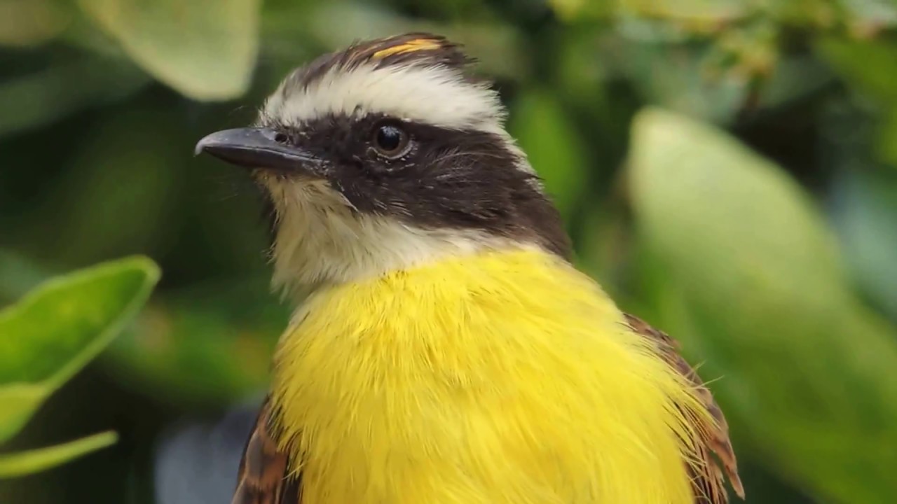 Aves de Venezuela Ave de Barinas Atrapamoscas pecho amarillo