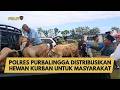 POLRES PURBALINGGA DISTRIBUSIKAN HEWAN KURBAN UNTUK MASYARAKAT