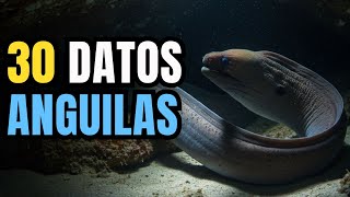Los Misterios De Las Anguilas - 30 Curiosidades Increíbles