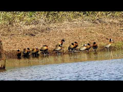 WHITE-FACED WHISTLING-DUCK (DENDROCYGNA