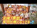 【多肉植物】🧐泥棒❓悪戯❓ 多肉が無くなってる💦