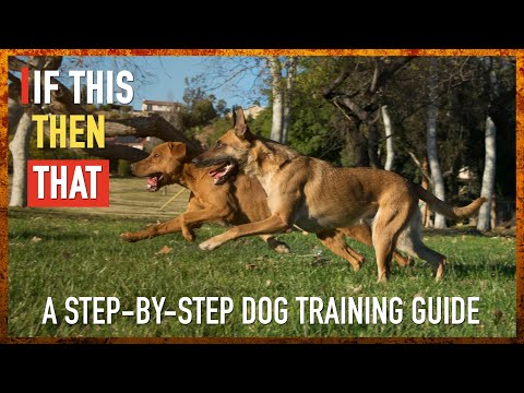Video: Paklauskite šunų trenerio: kodėl mano šuo nesilaiko mano ribų?