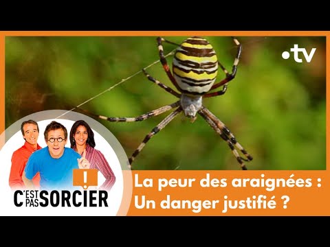 La Peur Des Araignées Un Danger Justifié C Est Pas Sorcier Intégrale 