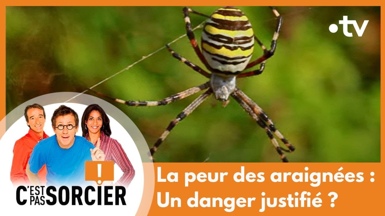 La peur des araignées : Un danger justifié ? - C'est pas sorcier [Intégrale]
