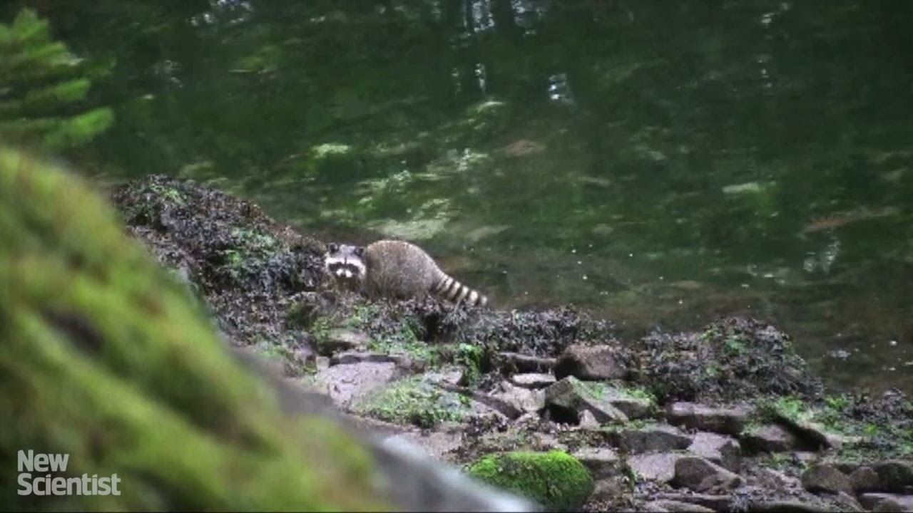 Fear of predators makes raccoons flee from recorded barks YouTube