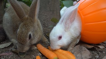 Chú Thỏ Con 🐇 Con Thỏ Ăn Cà Rốt 🐇 Nhạc Thiếu Nhi Vui Nhộn - Kênh Bé Yêu