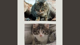 Astonishing The Happiest Cats
