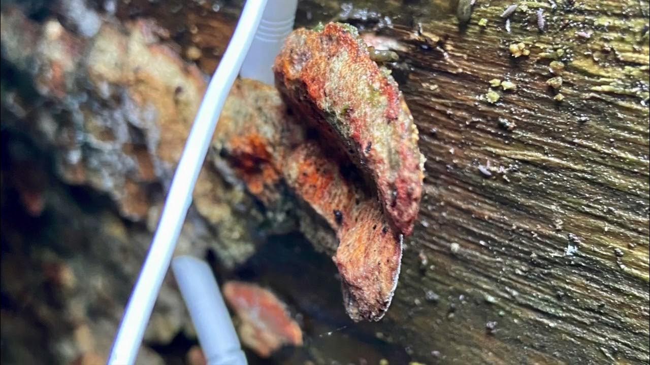 The sound of Dry Rot, Serpula lacrymans YouTube