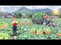 Rewind Timelapse: Harvest 500+ Cabbages, Use 3-Wheeled Truck Go to Market Sell | Phương Farm TV