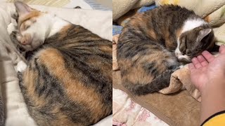 Lazy Cats Whole World Revolves On Cuddling And Cuddling