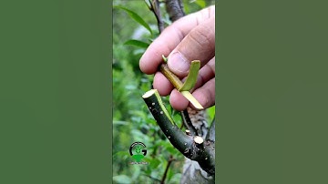 best grafting technique for pear tree grafting #art #craft #satisfying #bestvideo #shorts