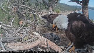 4-4-2022 Mother & Eaglet Discussion