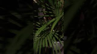 Common Eastern Froglet - Mating Call