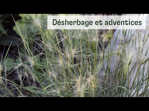 Vidéo: Culture de la fétuque ovine : prendre soin des plantes d'herbe ovine dans les jardins