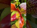 2024 ORCHIDS in NYC 蘭 🌸 | New York Botanical Garden Orchids 2024 #shorts #orchid #orchidlover @nybg