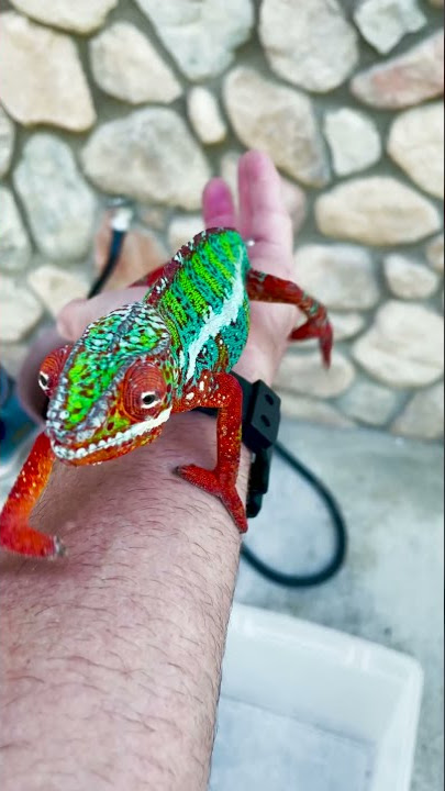 Colorful Chameleon Found in California Neighborhood || ViralHog
