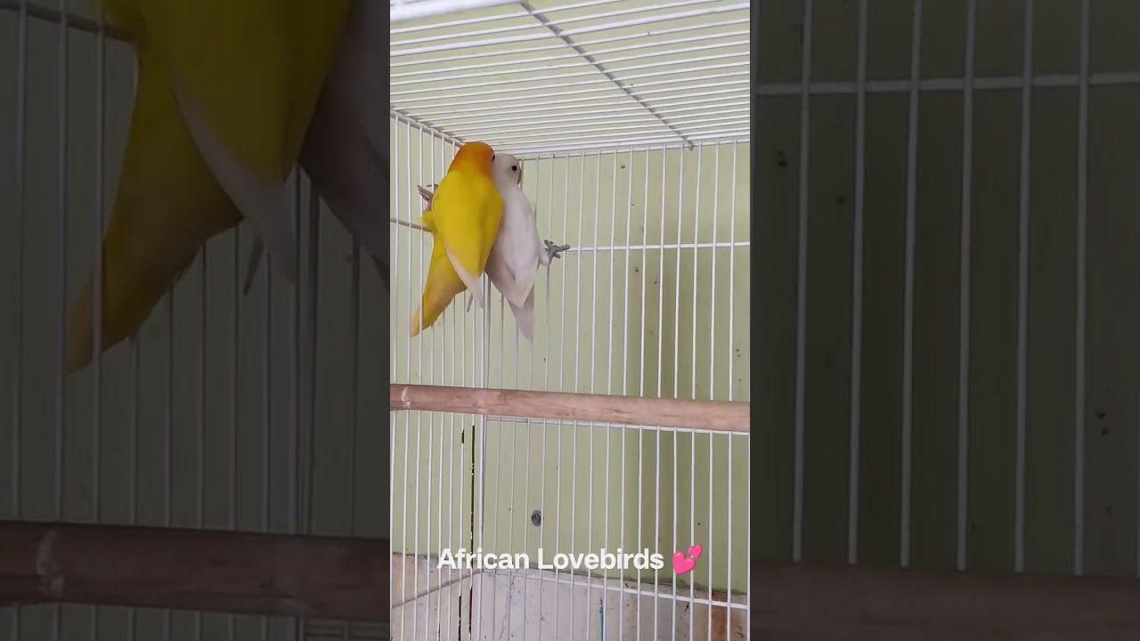 lutino red eye and white bull 💕✨ 