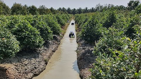 Hướng dẫn cách chăm sóc cây mai sau tết	Informational, Transactional