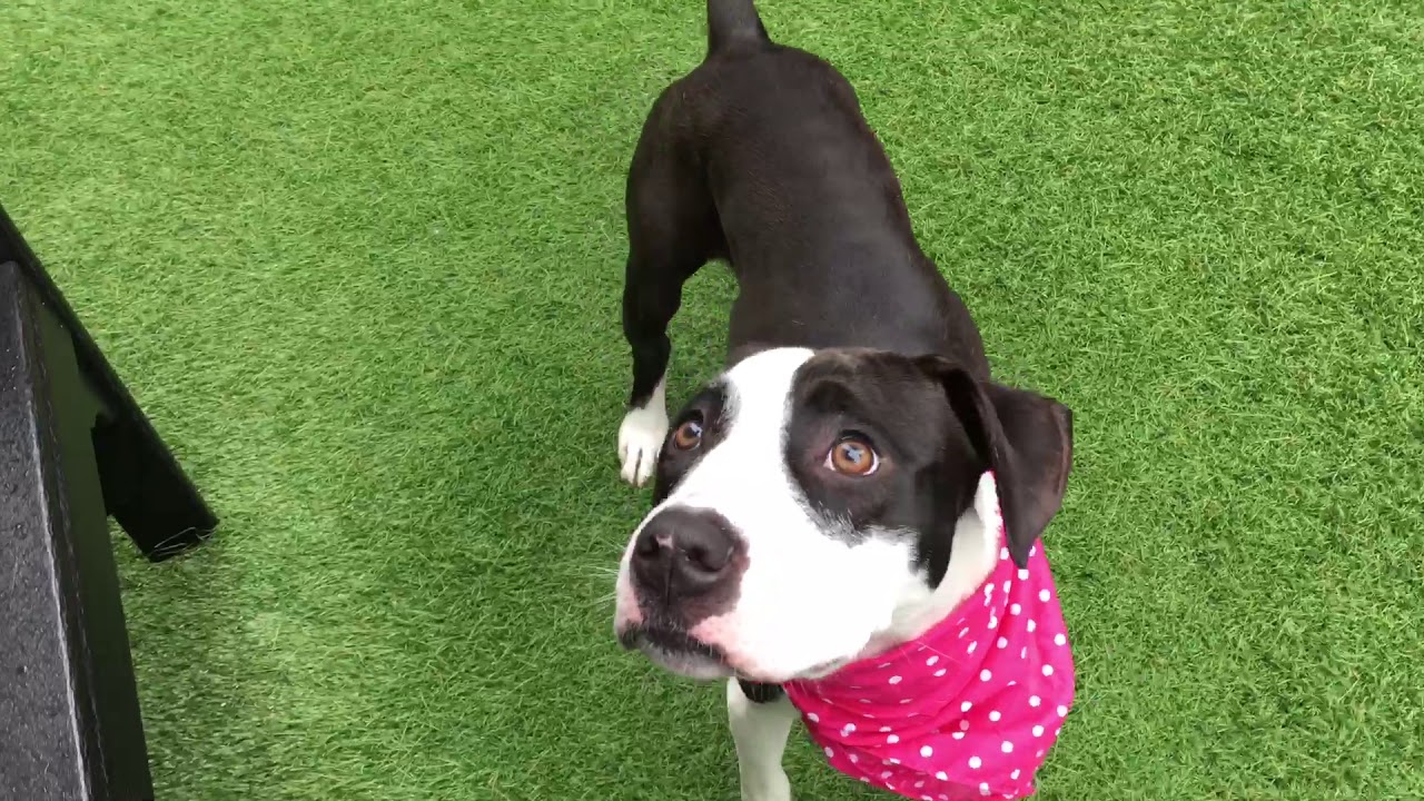 camera iphone 8 plus apk LoveBug 64304 is sure to make you happy NYCACC