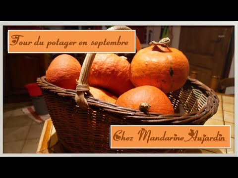 98-un-tour-du-potager-et-une-recette-(cake-au-potimarron-et-chorizo)