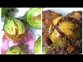 चमचमीत भरली वांगी | bharli vangi recipe by sandhyas kitchen | stuffed brinjal recipe