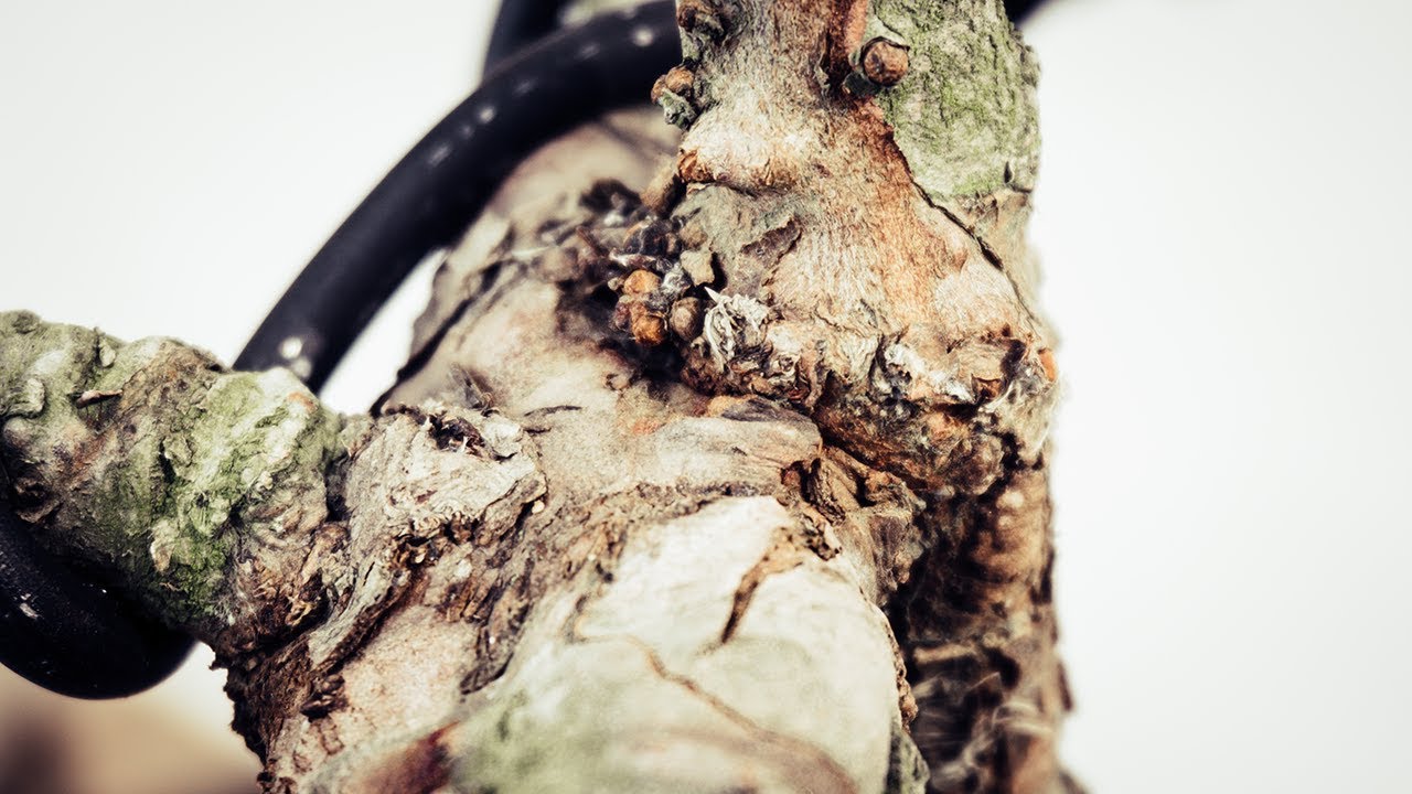 Injerto por Aproximación - Resultado - Actualizacion 2