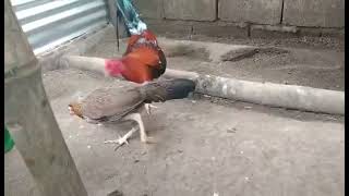 Escolin Boston Roundhead - Martin Escolin Gwapo At Magaling