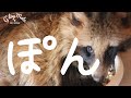 【たぬき】サツマイモ食べた🍠 自分で水も餌も食べれるようになりました!夜中に食べてるみたいです(保護6〜8日目)
