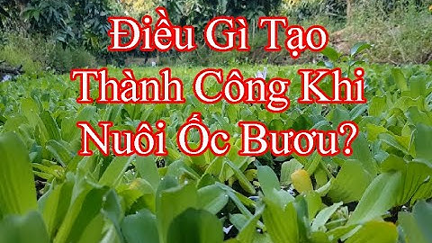 Điều Gì Tạo Thành Công Khi Nuôi Ốc Bươu??? |Gốc Cù Lao|