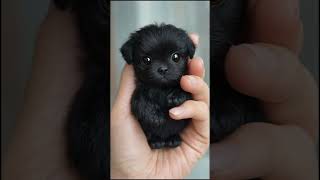 Small To Giant Animals Transformation Part 3