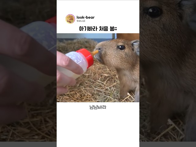 꼬물이 카피바라를 본 사람들의 반응