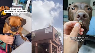 I wish dogs could live forever by Dog Things 36,797 views 8 months ago 5 minutes, 52 seconds