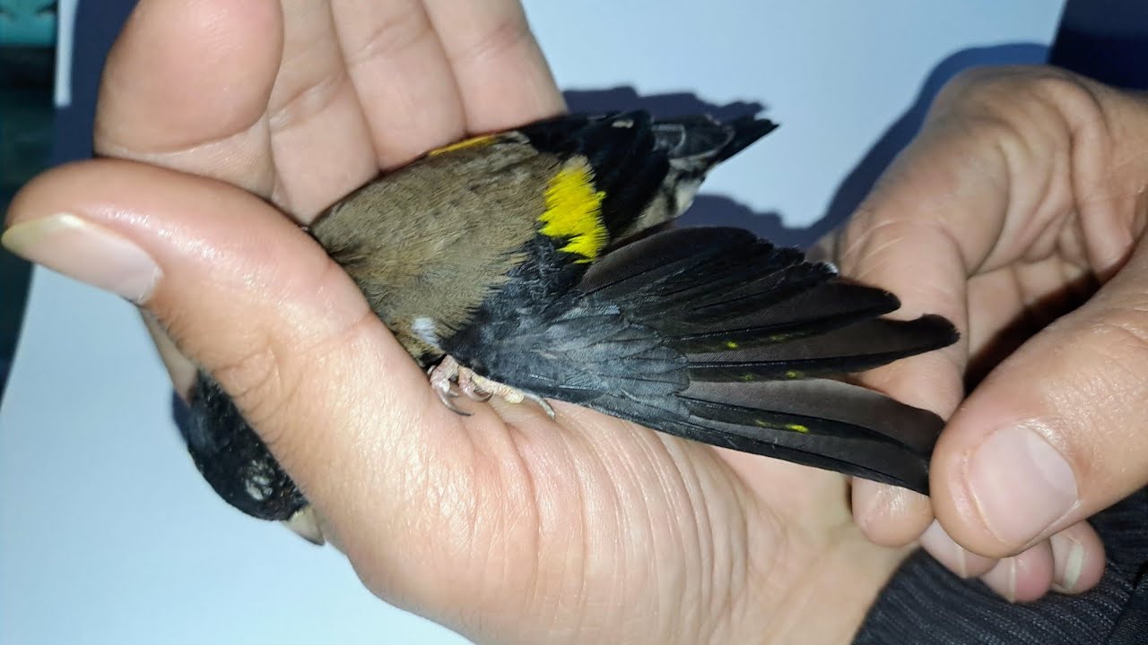 طائر الحسون شاربوني للبيع لأخ عادل من مدينة الدار البيضاء 0660535876