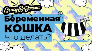 Беременность Невской маскарадной кошки Киары 7 недель (49 день) Беременность Невской маскарадной кошки Киары 7 недель (49 день)