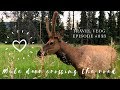 MULE DEER CROSSING THE ROAD IN JASPER NATIONAL PARK ALBERTA - WILDLIFE ENCOUNTER - LeAw Vlog #033