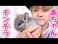 【生後１ヶ月】チンチラの赤ちゃんが可愛すぎた！！お家作り！