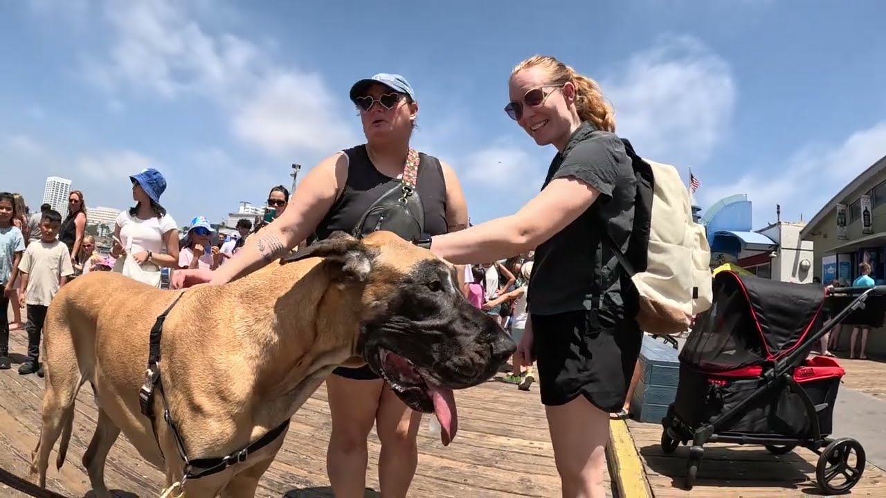 Cash 2.0 Great Dane meeting new people in Santa Monica 121