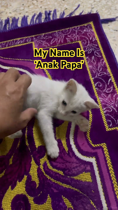 Bocah Nakal #kucinglucu