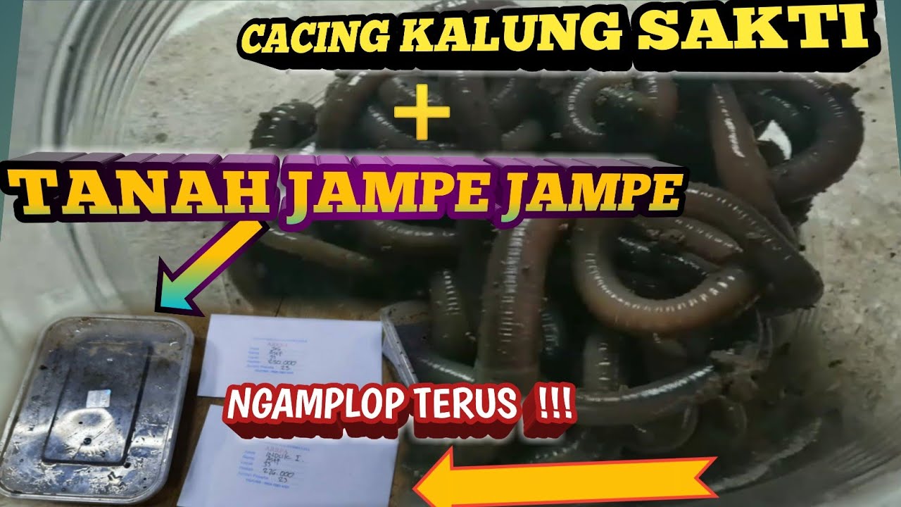 MAU JUARA GALATAMA LELE !! PAKAI TANAH JAMPE JAMPE | PEDE ABIS BUAT TOTALAN || IKAN NGUMPUL POKOKNYA