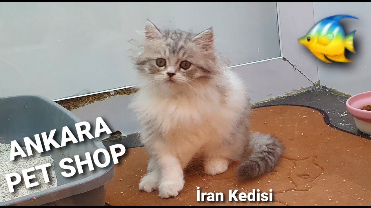 Ankara Pet Shop Iran Kedisi Ingiliz Kedisi Iskoc Kedisi Sinpas Altinoran Happy Dog Pet House Youtube