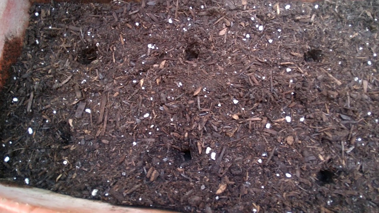 How to grow Mammoth Sunflower seed (Part2) YouTube