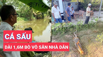 Cá sấu dài 1,6m bò vô sân nhà dân lúc nửa đêm