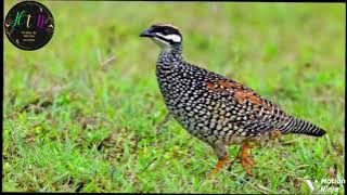 Tiếng đa đa mái kèm tiếng Trống mới nhất 2025